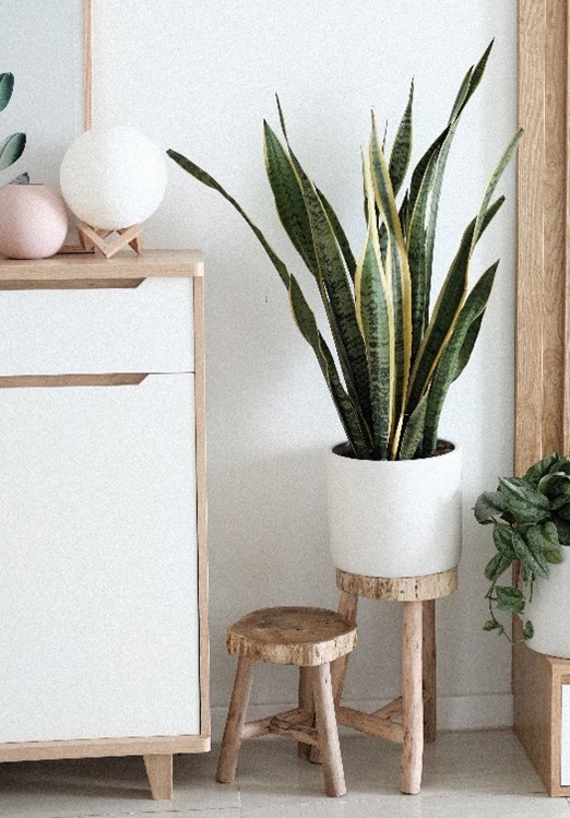 Indoor snake plant in a white plant pot placed on a wooden stool