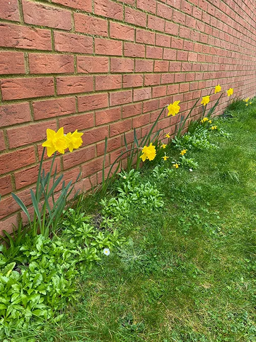 daffodils next to a brick wall